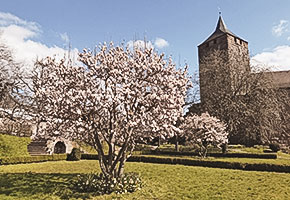 Ein blühender Busch vor einem historischen Gemäuer mit Turm
